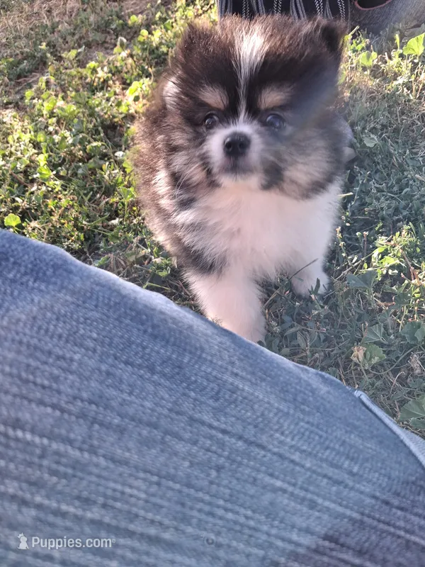 Tri tip – Pomeranian puppy for sale in Great Falls, MT