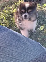  Tri tip REDUCED , a male Pomeranian for sale in Great Falls, MT – 2 of 8