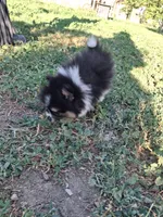  Tri tip REDUCED , a male Pomeranian for sale in Great Falls, MT – 6 of 8
