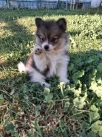 PENDING. Parti boi, a male Pomeranian for sale in Great Falls, MT – 5 of 8