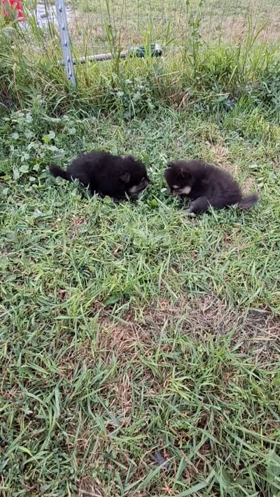 Boo boo PENDING, a male Pomeranian for sale in Great Falls, MT – 5 of 5