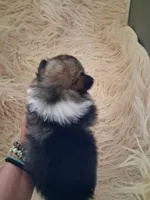 Parti boi, a male Pomeranian for sale in Great Falls, MT – 2 of 7