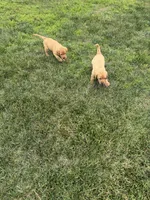 Fox Red AKC Male, a male Labrador Retriever for sale in Lafayette, TN – 3 of 3