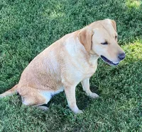 Blue Collar boy, a male Labrador Retriever for sale in Lafayette, TN – 2 of 5