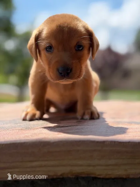Red Collar boy – Labrador Retriever puppy for sale in Lafayette, TN