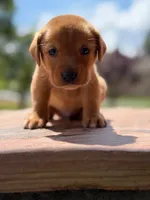 Red Collar boy, a male Labrador Retriever for sale in Lafayette, TN – 1 of 4