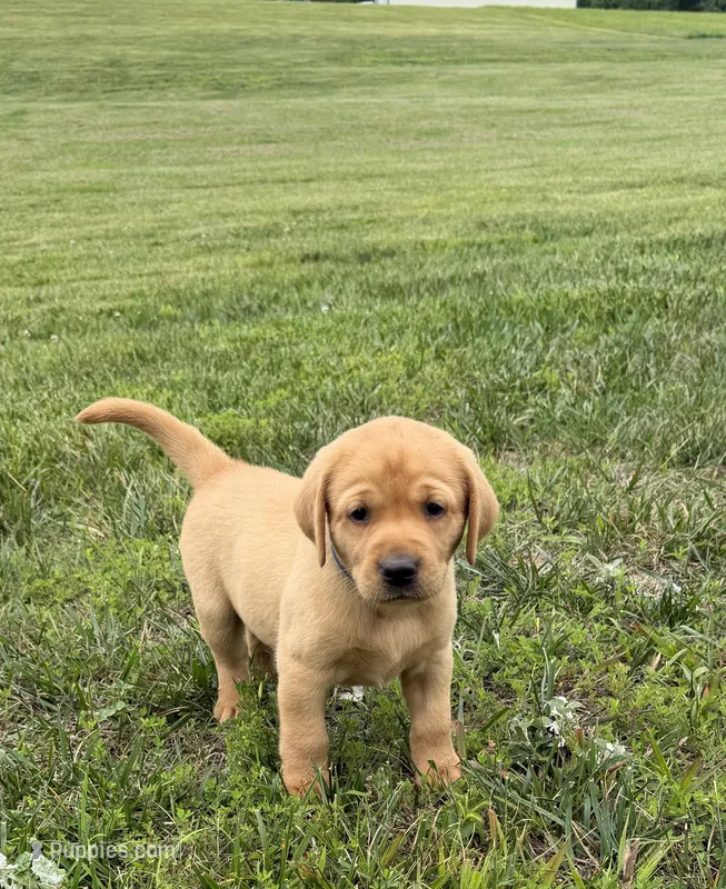 Fox Red AKC Male – Labrador Retriever puppy for sale in Lafayette, TN