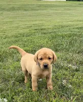 Fox Red AKC Male, a male Labrador Retriever for sale in Lafayette, TN – 1 of 3