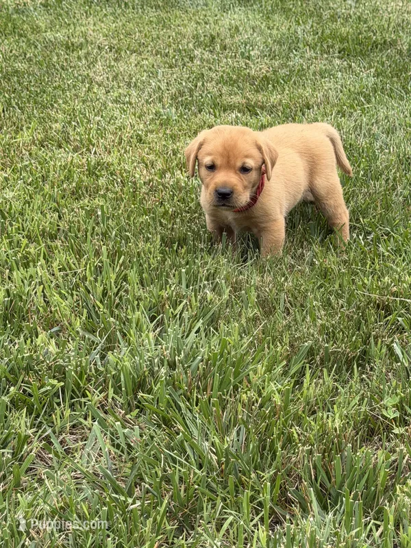 Fox Red AKC male – Labrador Retriever puppy for sale in Lafayette, TN