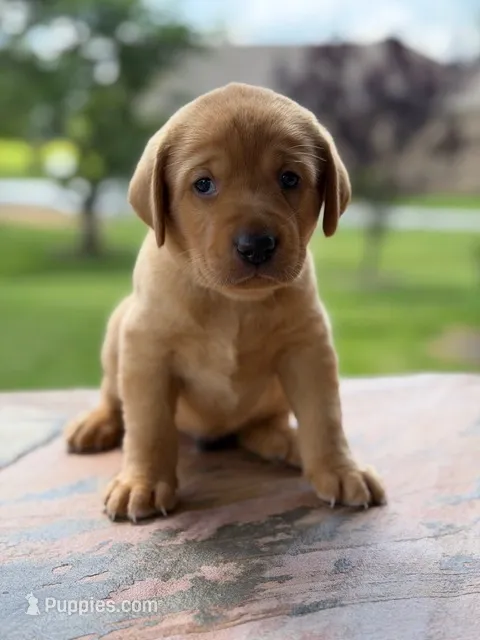 Blue Collar boy – Labrador Retriever puppy for sale in Lafayette, TN
