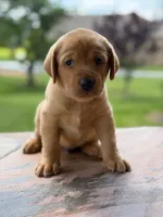 Blue Collar boy, a male Labrador Retriever for sale in Lafayette, TN – 1 of 5