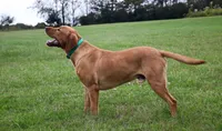 Bynx, a male Labrador Retriever for sale in Lafayette, TN – 2 of 4