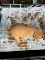 Black Collar Male, a male Labrador Retriever for sale in Lafayette, TN – 6 of 6