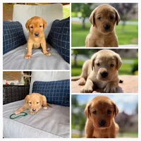 Black Collar Male, a male Labrador Retriever for sale in Lafayette, TN – 5 of 6