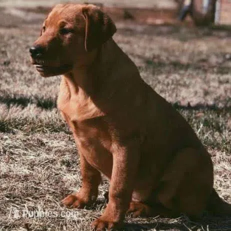 Fox Red AKC male – Labrador Retriever puppy for sale in Lafayette, TN