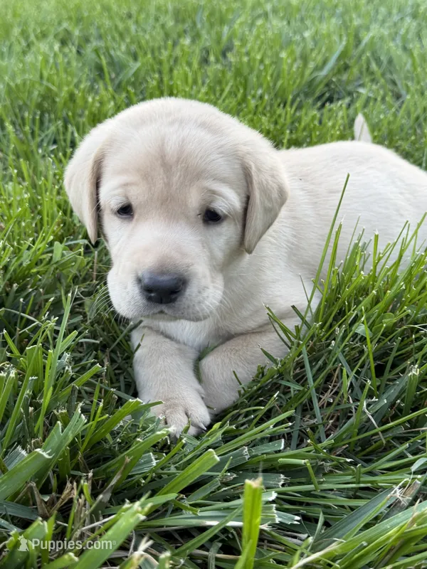 Black Collar Male – Labrador Retriever puppy for sale in Lafayette, TN
