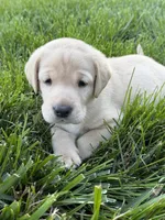 Black Collar Male, a male Labrador Retriever for sale in Lafayette, TN – 1 of 6