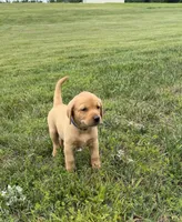 Fox Red AKC Male, a male Labrador Retriever for sale in Lafayette, TN – 2 of 3
