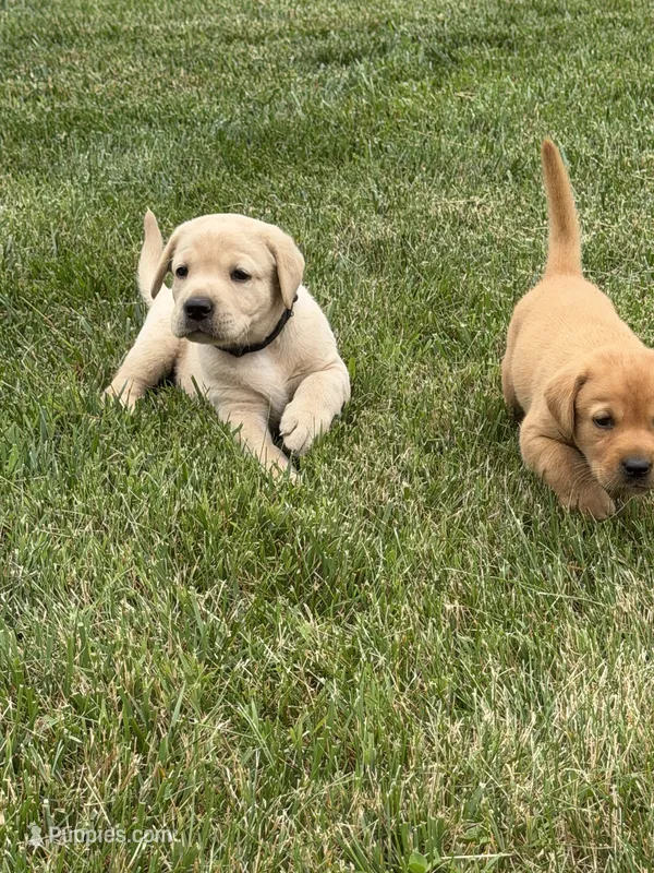 AKC Fox Red Male – Labrador Retriever puppy for sale in Lafayette, TN