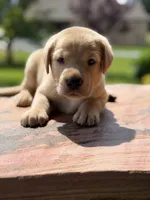 Black Collar Male, a male Labrador Retriever for sale in Lafayette, TN – 2 of 6