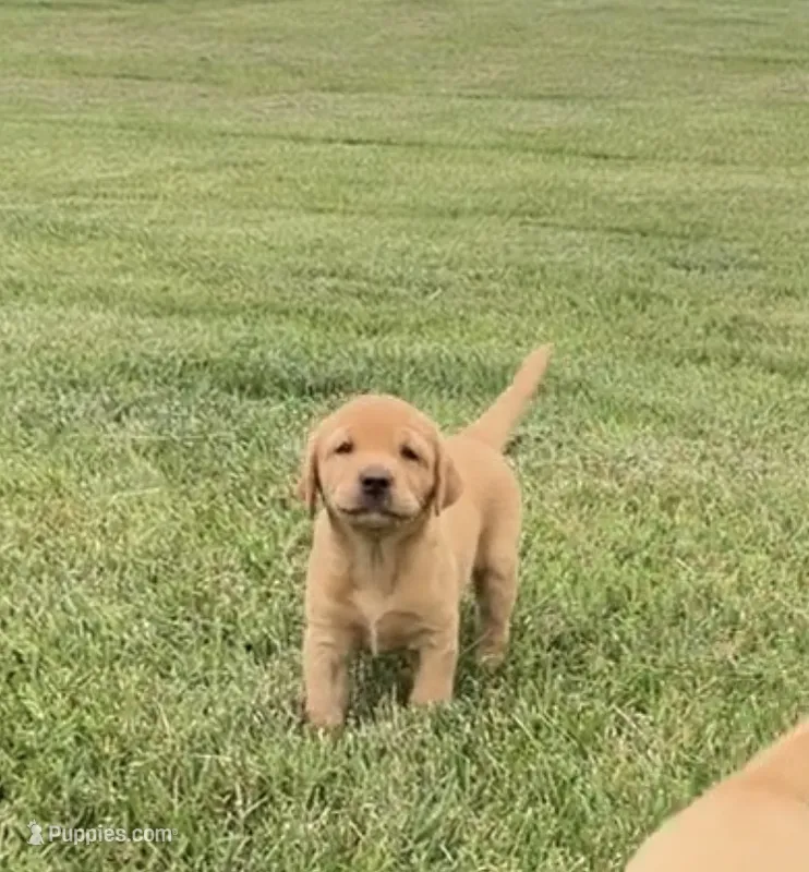 AKC Fox Red female – Labrador Retriever puppy for sale in Lafayette, TN