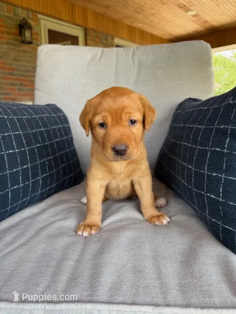 Brown Collar Girl – Labrador Retriever puppy for sale in Lafayette, TN