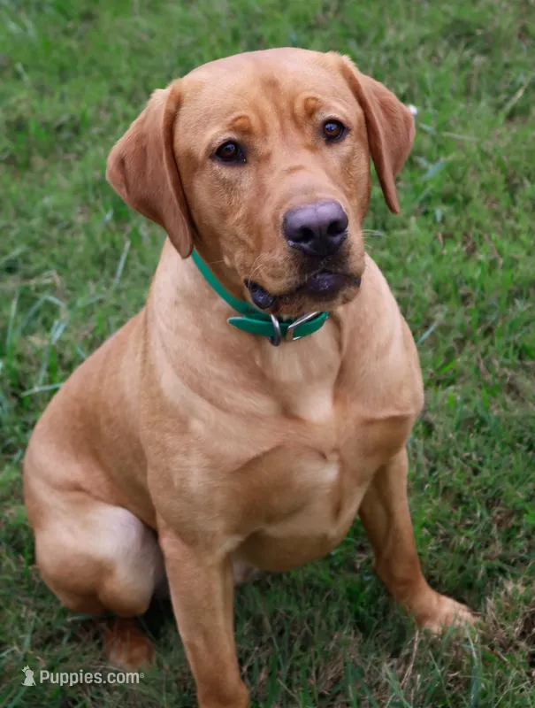 Bynx – Labrador Retriever puppy for sale in Lafayette, TN