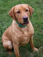 Bynx, a male Labrador Retriever for sale in Lafayette, TN – 1 of 4
