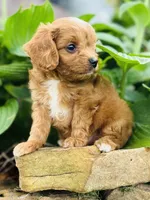 Jacks, a male Cavapoo for sale in Miami, OK – 3 of 5
