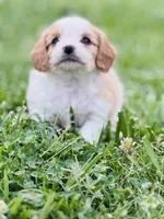 Bunga , a male Cavapoo for sale in Miami, OK – 7 of 8