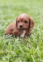 Janja , a male Cavapoo for sale in Miami, OK – 3 of 3