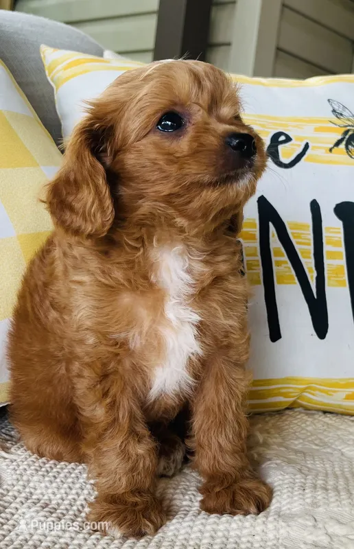 Jacks – Cavapoo puppy for sale in Miami, OK