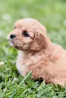 Fuli , a female Cavapoo for sale in Miami, OK – 4 of 7