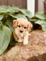 Willow, a female Cavapoo for sale in Miami, OK – 2 of 10