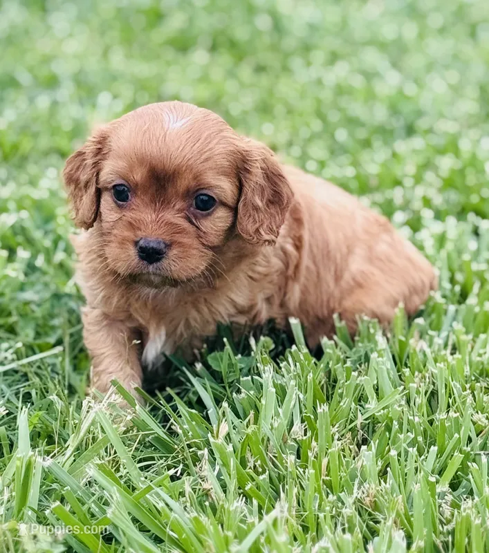 Kion  – Cavapoo puppy for sale in Miami, OK