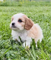 Bunga , a male Cavapoo for sale in Miami, OK – 8 of 8