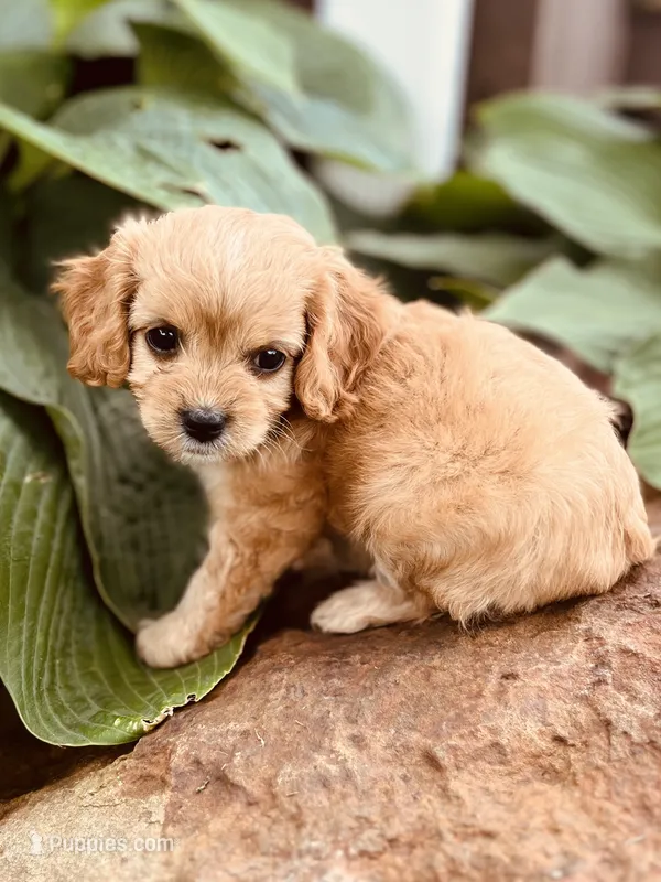 Willow – Cavapoo puppy for sale in Miami, OK