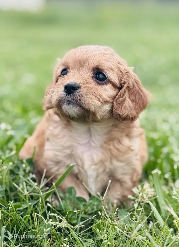 Fuli  – Cavapoo puppy for sale in Miami, OK