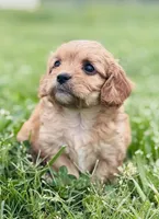 Fuli , a female Cavapoo for sale in Miami, OK – 1 of 7