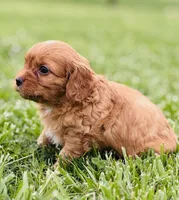 Kion , a male Cavapoo for sale in Miami, OK – 3 of 5