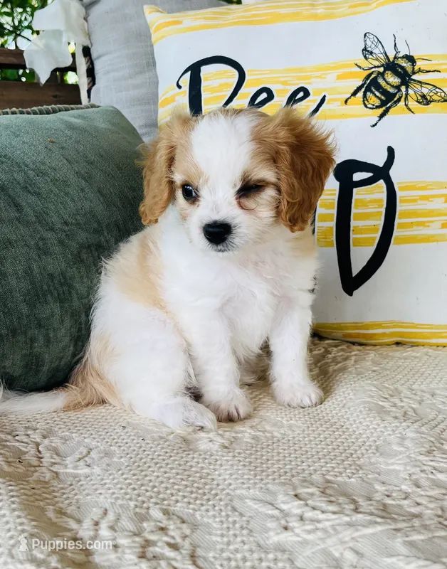 Bodie  – Cavapoo puppy for sale in Miami, OK