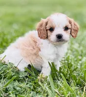 Bunga , a male Cavapoo for sale in Miami, OK – 4 of 8