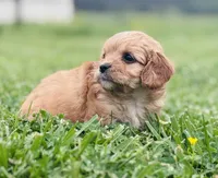 Fuli , a female Cavapoo for sale in Miami, OK – 2 of 7