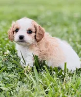 Bunga , a male Cavapoo for sale in Miami, OK – 3 of 8