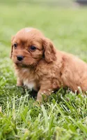 Kion , a male Cavapoo for sale in Miami, OK – 2 of 5