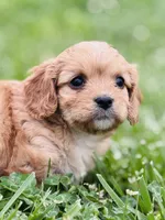Fuli , a female Cavapoo for sale in Miami, OK – 6 of 7