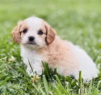 Bunga , a male Cavapoo for sale in Miami, OK – 2 of 8
