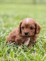 Janja , a male Cavapoo for sale in Miami, OK – 2 of 3