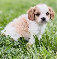 Bunga , a male Cavapoo for sale in Miami, OK – 5 of 8