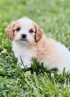 Bunga , a male Cavapoo for sale in Miami, OK – 6 of 8